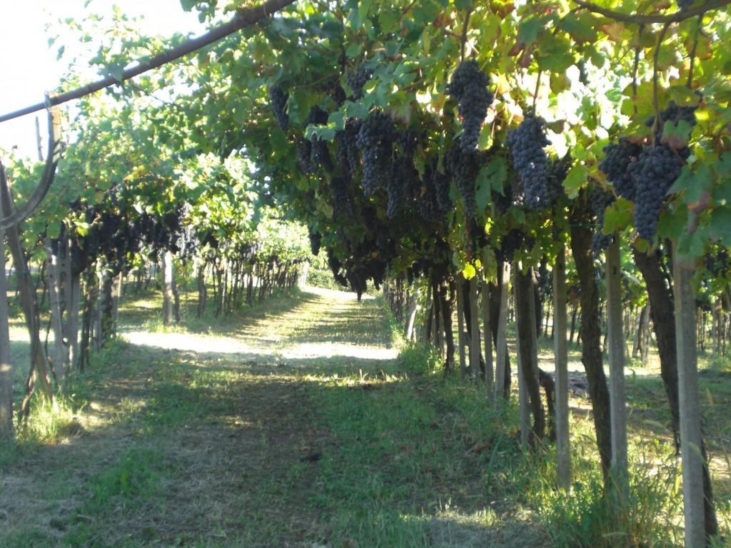 San Colombano al Lambro Bed & Breakfast Sforza 19 المظهر الخارجي الصورة